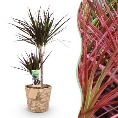 Plantes d'intérieur - Dracaena Magenta - Arbre à sang de dragon - Peu d'entretien - avec panier - Rouge - 1 Plante - Pot 21cm - Hauteur 90-100cm