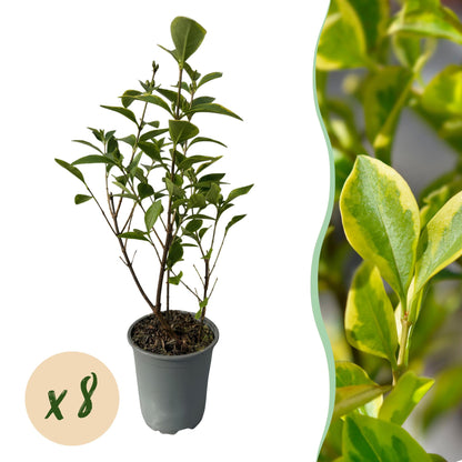 Ligustrum ovalifolium Aureum en pot sur fond blanc, avec une pastille indiquant « x8 ». Sur la droite, gros plan de ses feuilles panachées.
