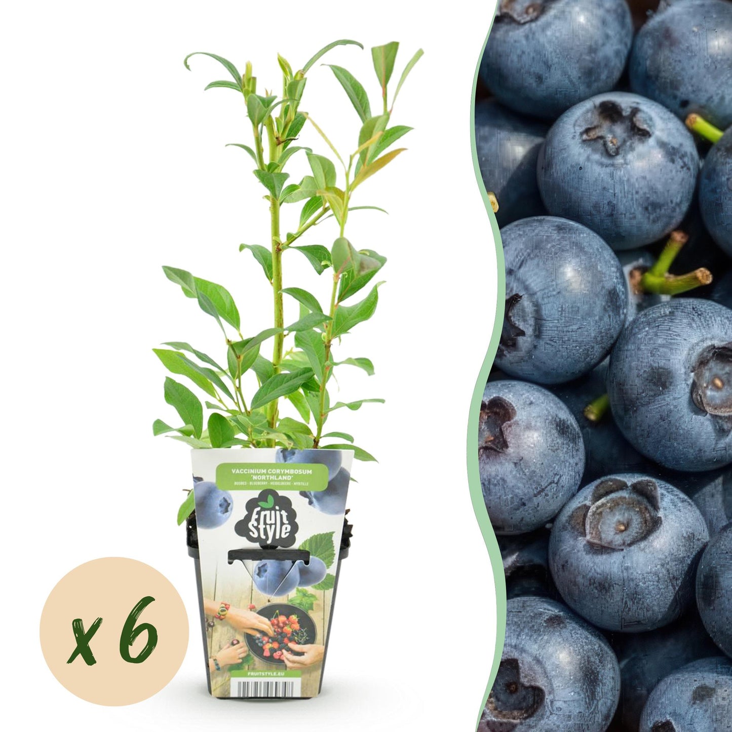 Mûre bleue Vaccinium corymbossum Northland : jeune plant en pot avec une pastille de quantité "x6" et un gros plan de myrtilles bleues juteu