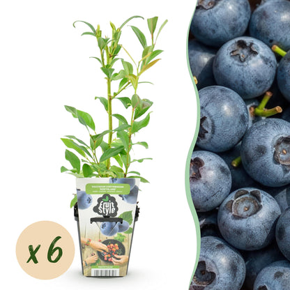 Mûre bleue Vaccinium corymbossum Northland : jeune plant en pot avec une pastille de quantité "x6" et un gros plan de myrtilles bleues juteu