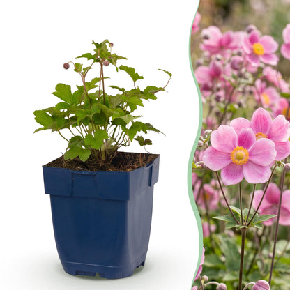 Anémone du Japon 'Splendens', jeune plant en pot et fleur rose vif en situation.