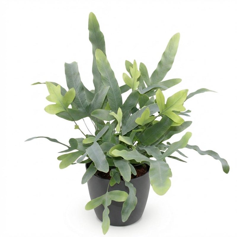 Phlebodium aureum Blue Star - Pet-friendly - Pot de 12cm - Hauteur 25-30cm