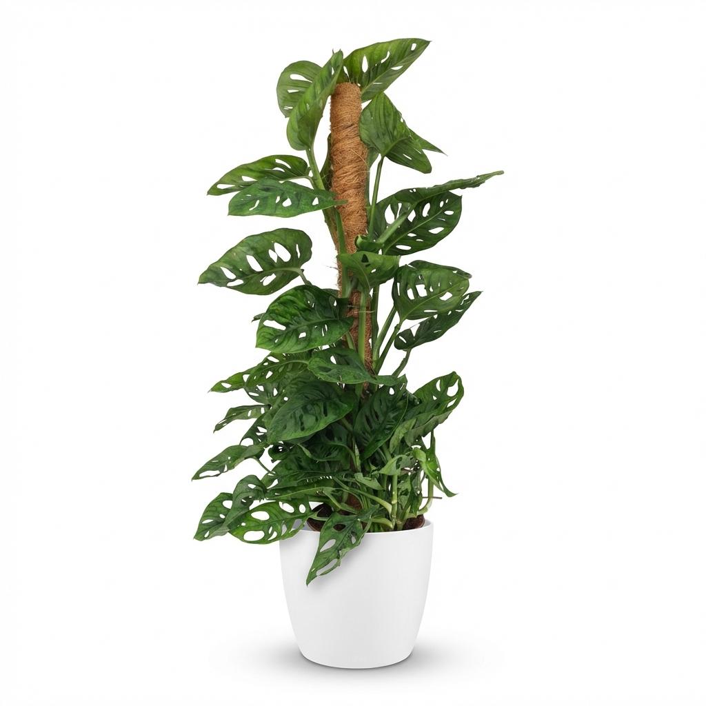Monstera Adansonii Monkey Mask plante d'intérieur sur mosstok 90cm en pot de 19cm, feuillage perforé