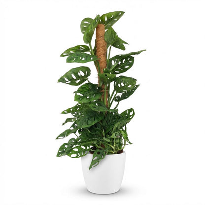 Monstera Adansonii Monkey Mask plante d'intérieur sur mosstok 90cm en pot de 19cm, feuillage perforé