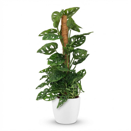 Monstera Adansonii Monkey Mask plante d'intérieur sur mosstok 90cm en pot de 19cm, feuillage perforé