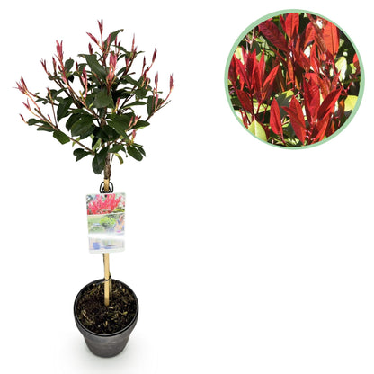 Photinia fraseri Carre Rouge sur tige, feuillage vert et rouge vif. Gros plan du feuillage rouge et vert en haut à droite.