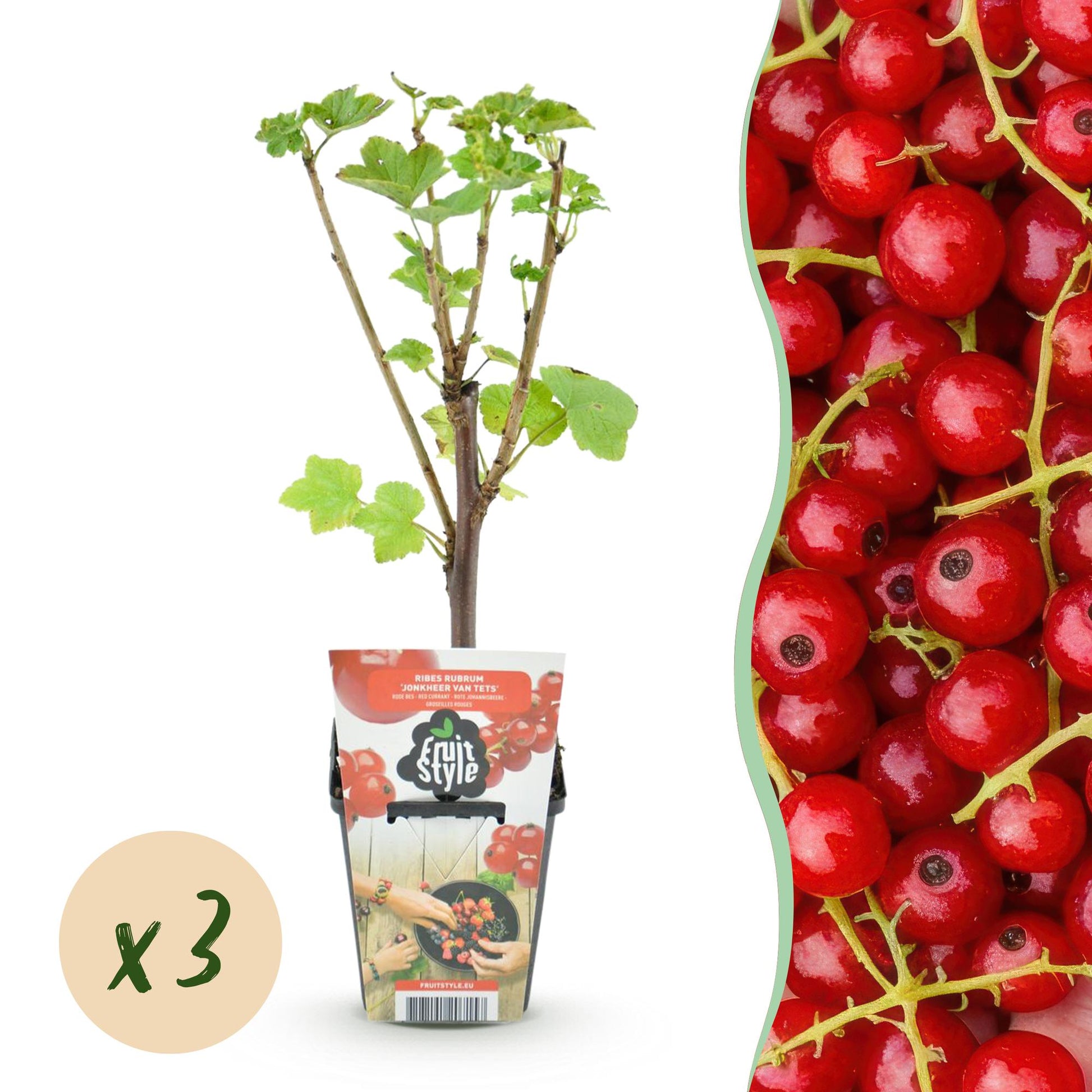 Ribes rubrum Jonkheer van Tets (groseillier) en pot, affichant une pastille 'x3' pour le lot, à côté d'une image de ses fruits rouges vifs.