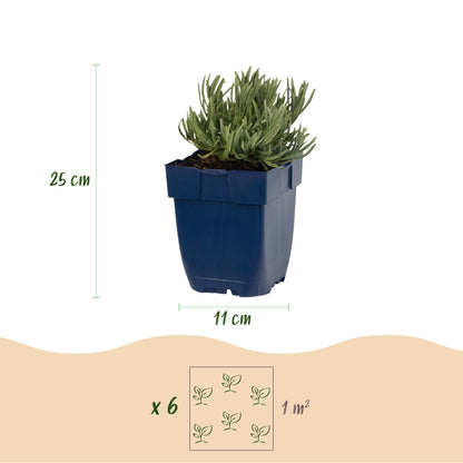 Lavandula ang. Dwarf Blue. Dimensions du plant en pot : 25 cm de haut et 11 cm de diamètre. Schéma de plantation de 6 plants par m².