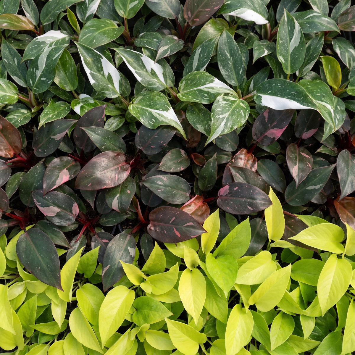 Détail du feuillage de Philodendron panachés