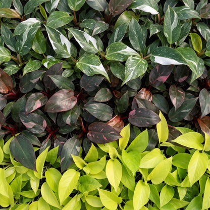 Détail du feuillage de Philodendron panachés