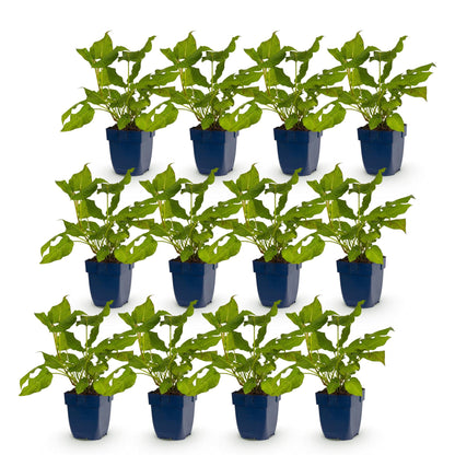 Renouée Persicaria amplexicaulis, lot de 12 plants en pots bleus, feuillage vert luxuriant, sur fond blanc uni, prête à être plantée.