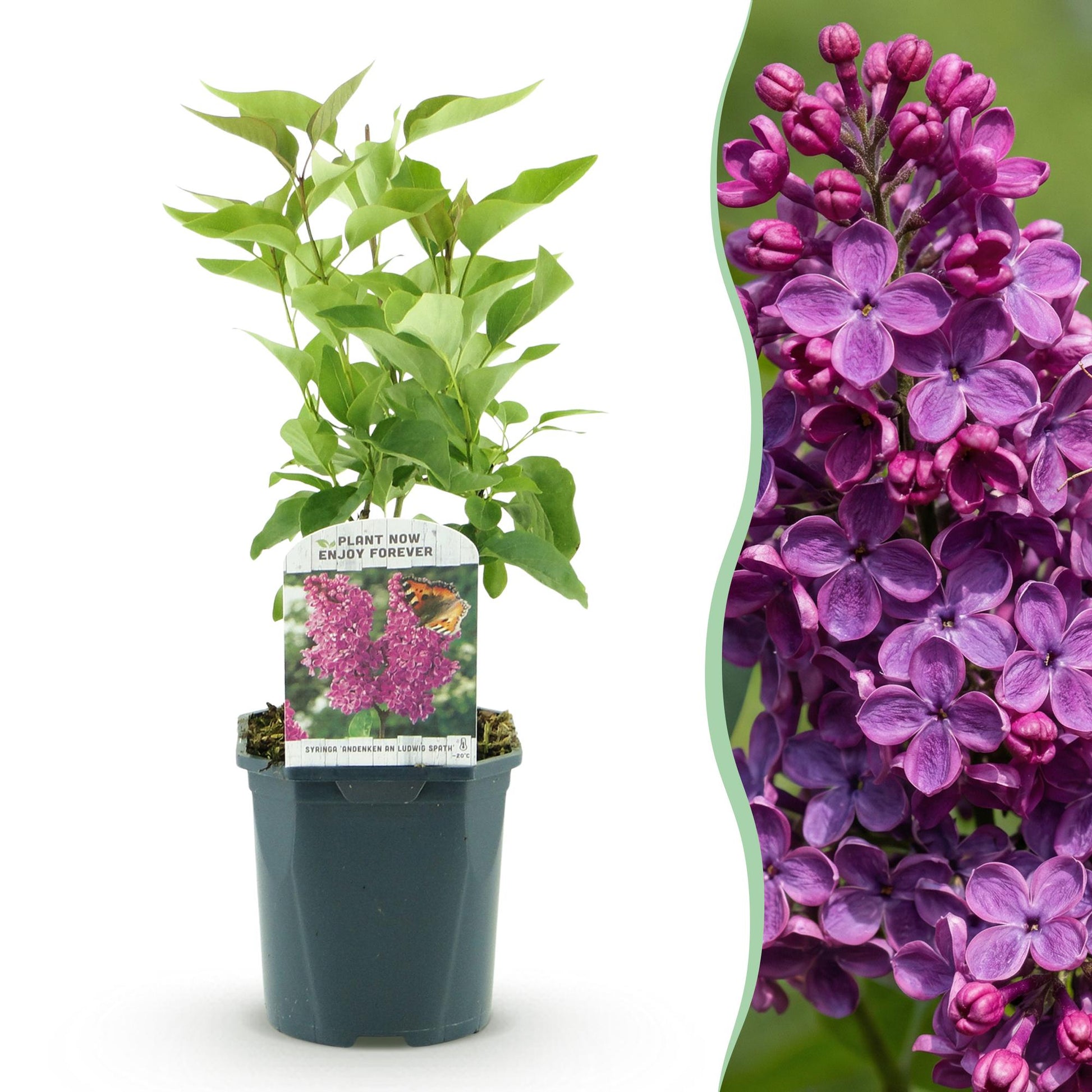 Lilas 'Ludwig Spath' en pot avec son étiquette, à côté d'une grappe de fleurs violettes en pleine floraison.