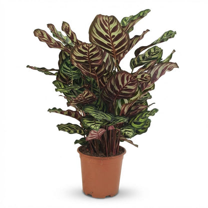 Plante d'intérieur - Plante Paon - Calathea Makoyana - Vert - Entretien facile - 1 Plante - Pot 19cm - Hauteur 70cm