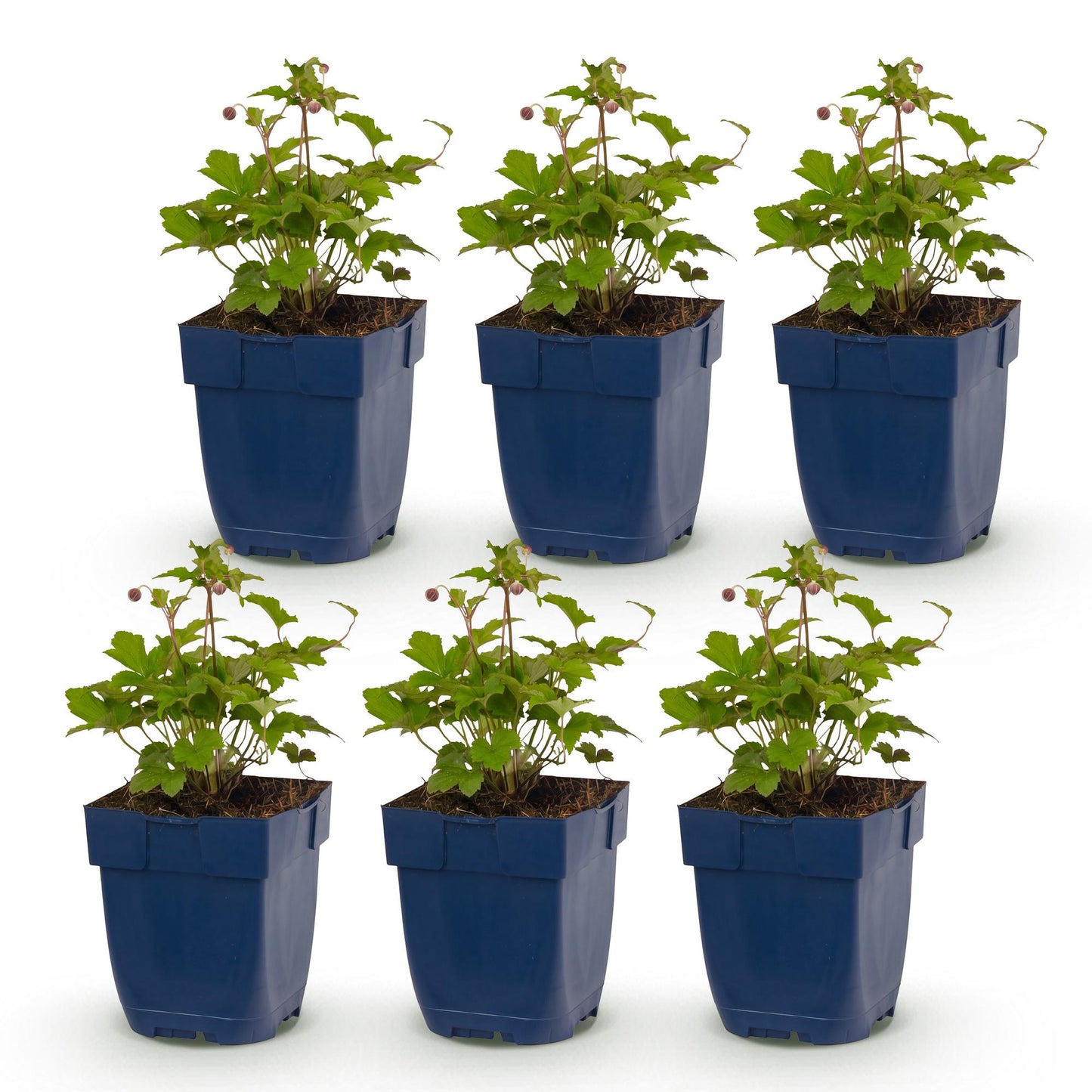 Anémone du Japon 'Splendens' : lot de 6 jeunes plants en pots bleus, feuillage vert et petites fleurs roses, sur fond blanc.