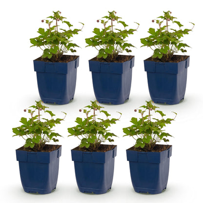 Anémone du Japon 'Splendens' : lot de 6 jeunes plants en pots bleus, feuillage vert et petites fleurs roses, sur fond blanc.