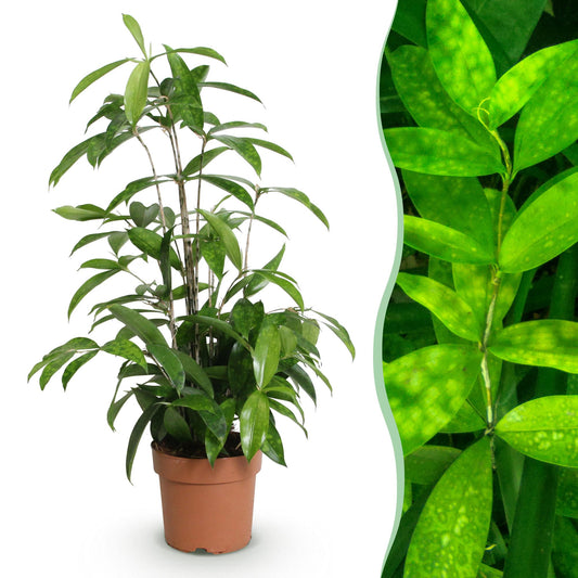 Dracaena surculosa au feuillage vert moucheté de crème en pot de 17 cm dans un panier tressé