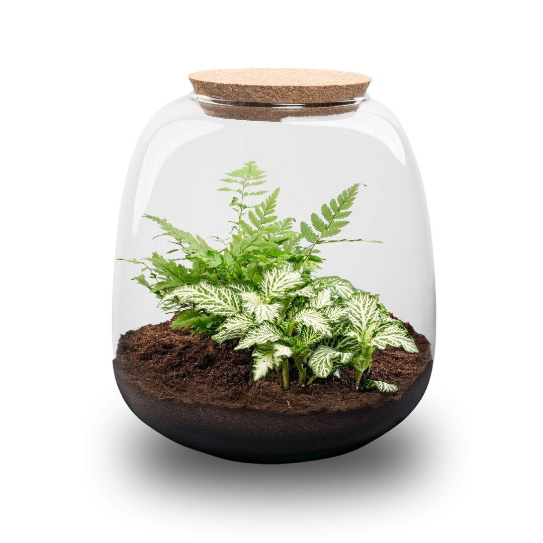 Kit terrarium fermé Fittonia et fougère, petit bocal en verre à bouchon liège Ø 19 cm hauteur 20 cm
