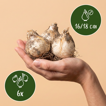 Bulbes d'Ail d'ornement 'Mount Everest' tenus dans une main, calibre 16-18 cm, lot de 6 bulbes.