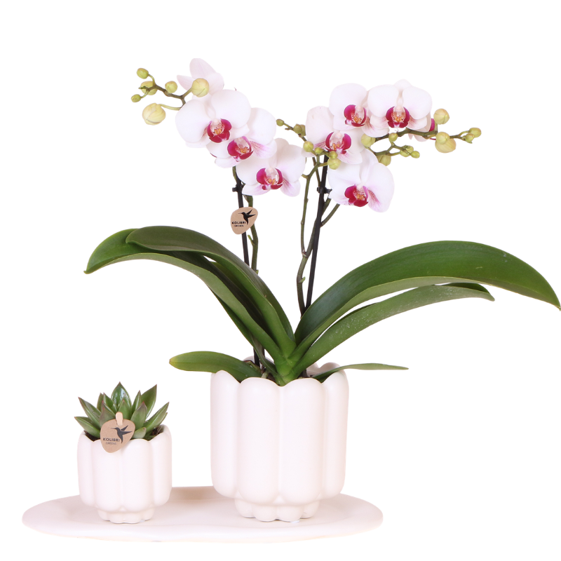 Orchidée Phalaenopsis 'Gibraltar' (Phalaenopsis) - Coffret cadeau avec plante verte cache-pots et plateau - Pot 9 cm