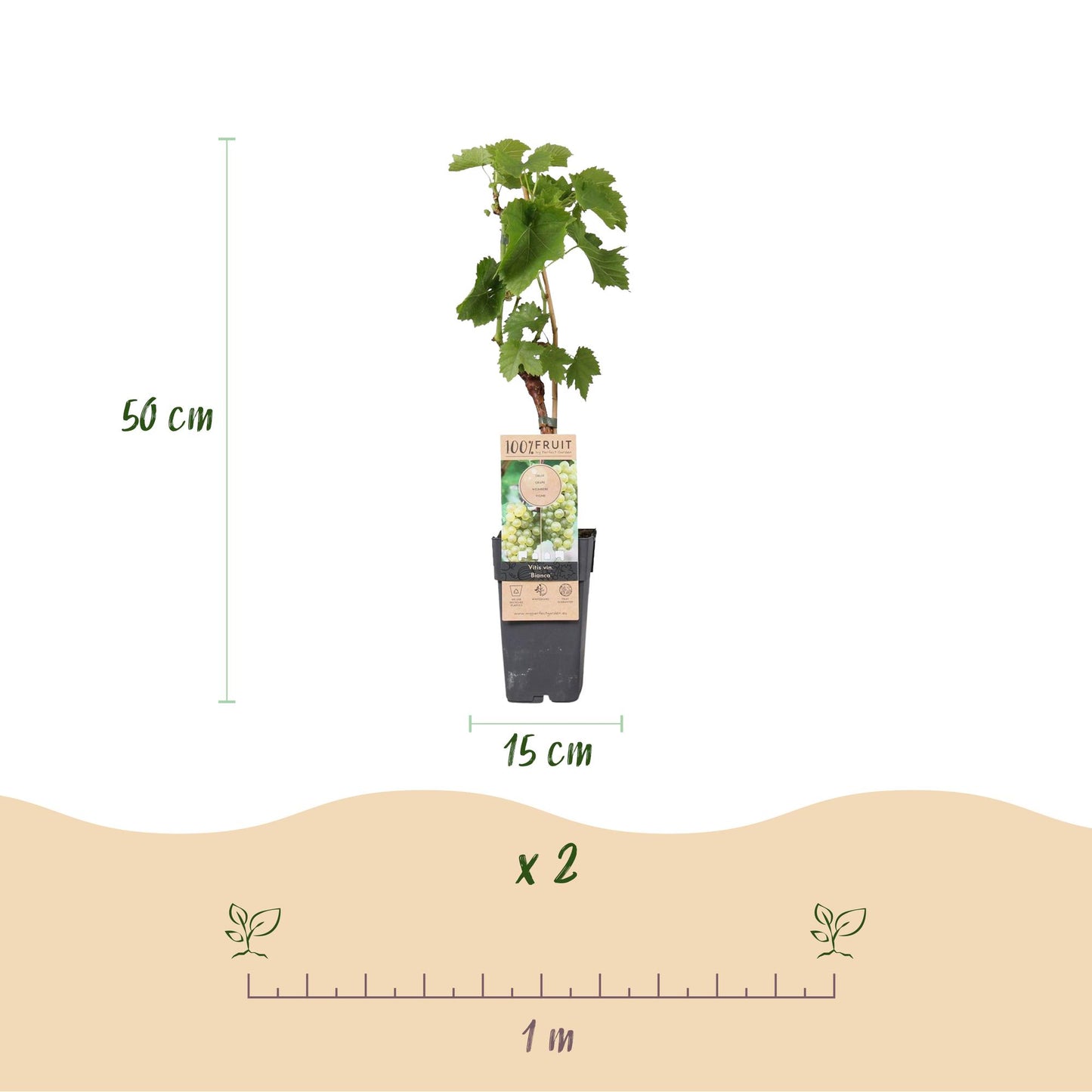 Vitis vinifera Bianca. Schéma des dimensions : hauteur 50 cm, pot 15 cm. Lot de 2 plants avec espacement de 1 mètre.