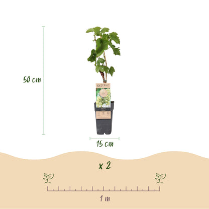 Vitis vinifera Bianca. Schéma des dimensions : hauteur 50 cm, pot 15 cm. Lot de 2 plants avec espacement de 1 mètre.