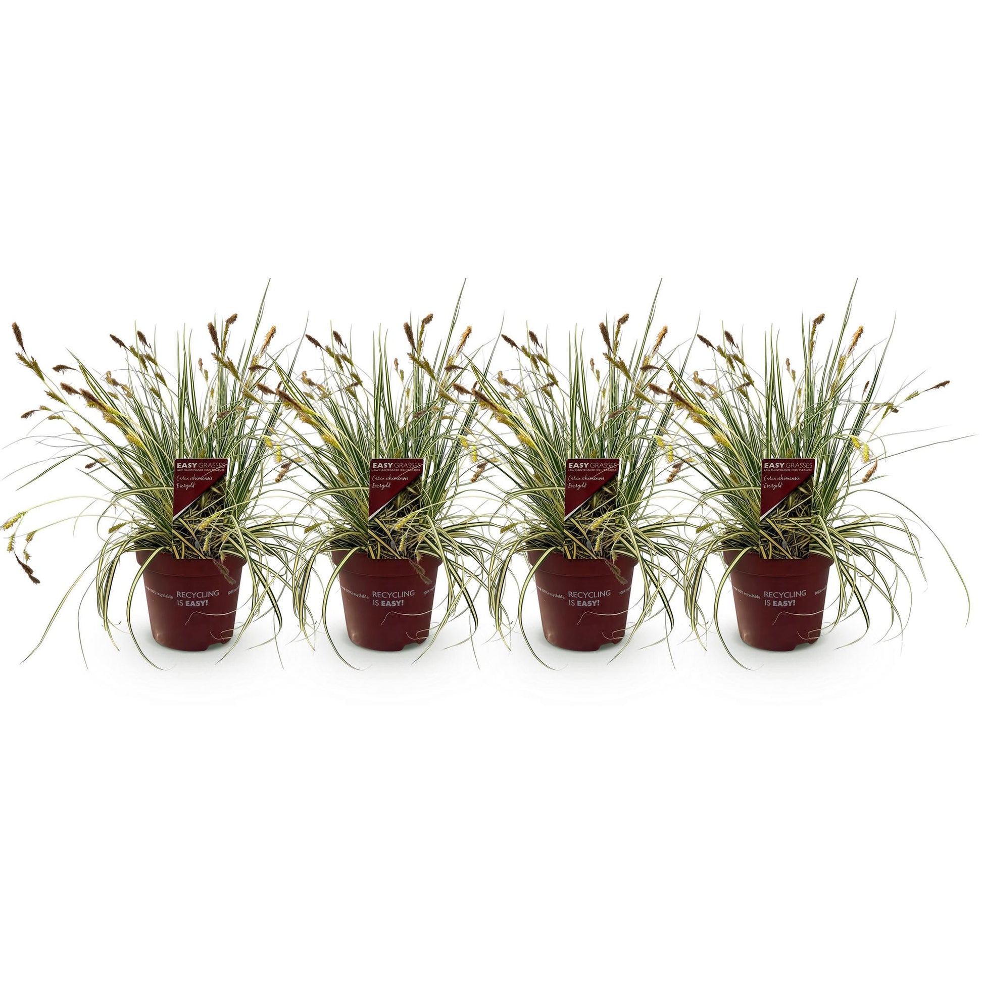 Carex oshimensis Evergold : lot de 4 plants en pot sur fond blanc, idéaux pour les jardins, balcons et terrasses.