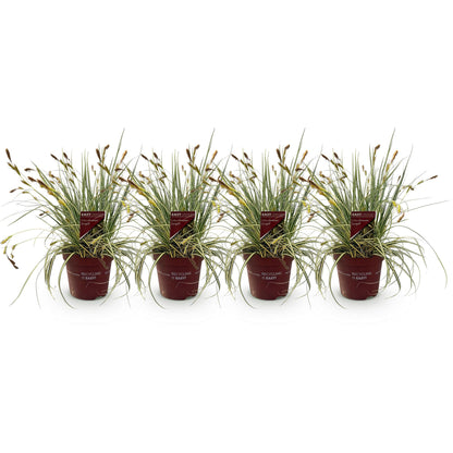 Carex oshimensis Evergold : lot de 4 plants en pot sur fond blanc, idéaux pour les jardins, balcons et terrasses.