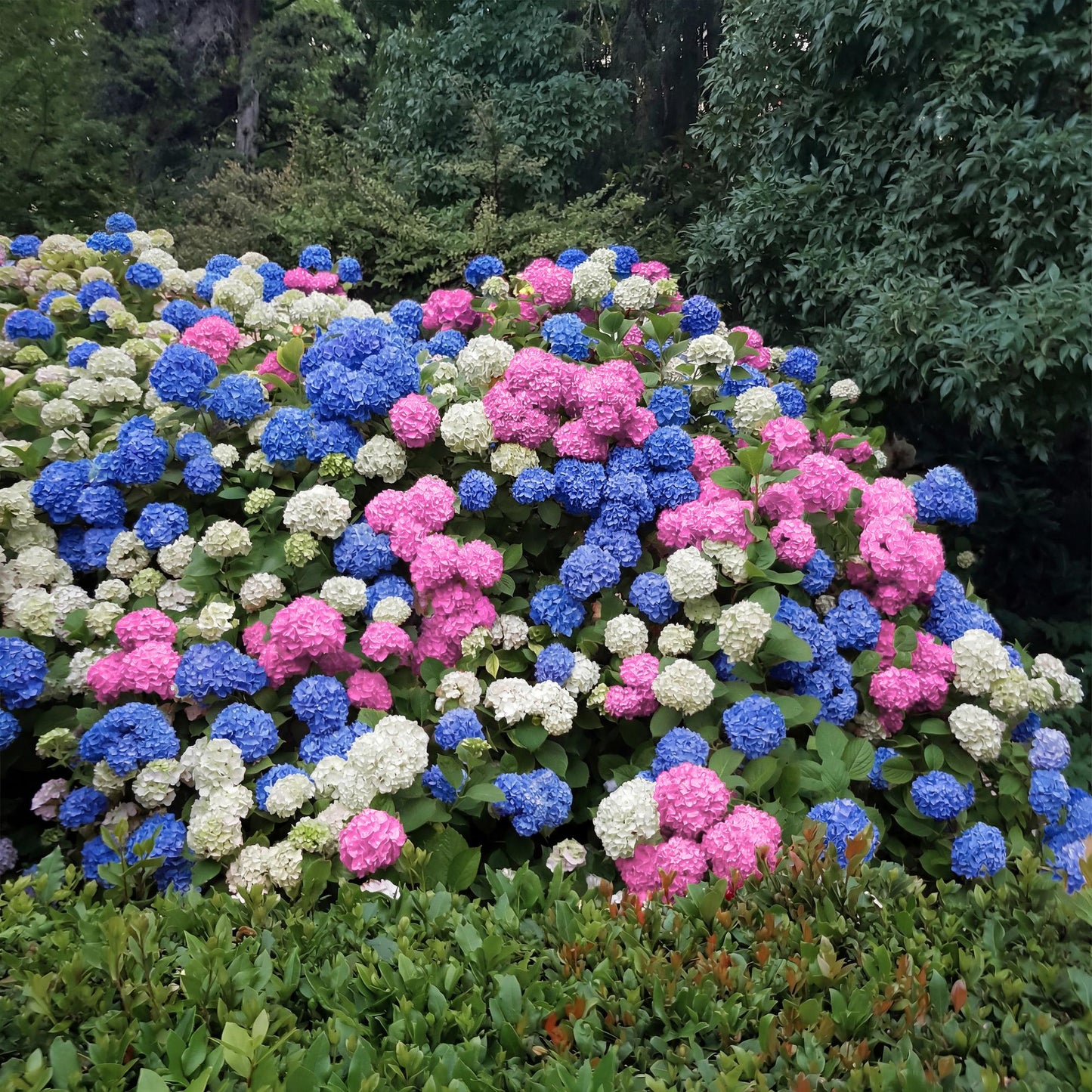Hortensia de jardin (Hydrangea macrophylla), arbuste fleuri rustique, Pot 17 cm, Hauteur 30 cm