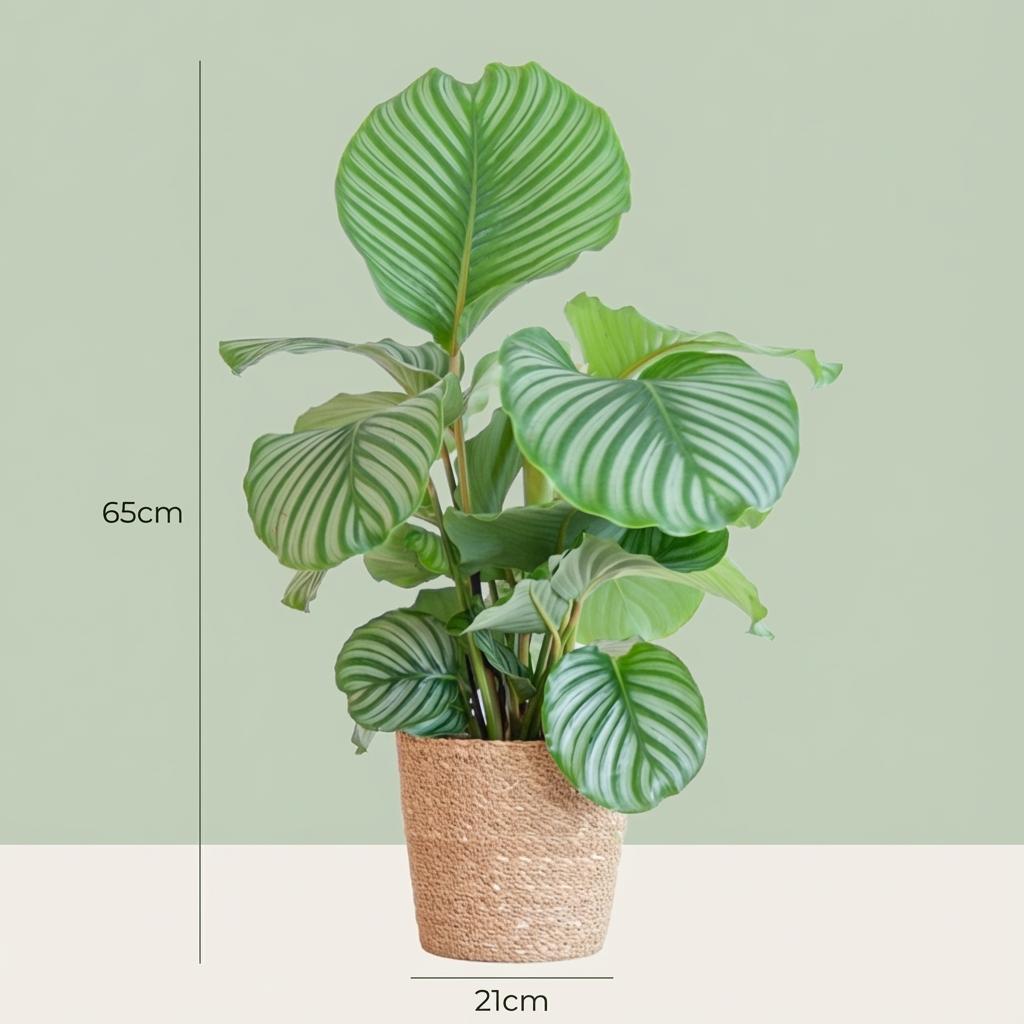 Calathe Orbifolia avec le panier Zeegras naturel   - 65cm - Ø21