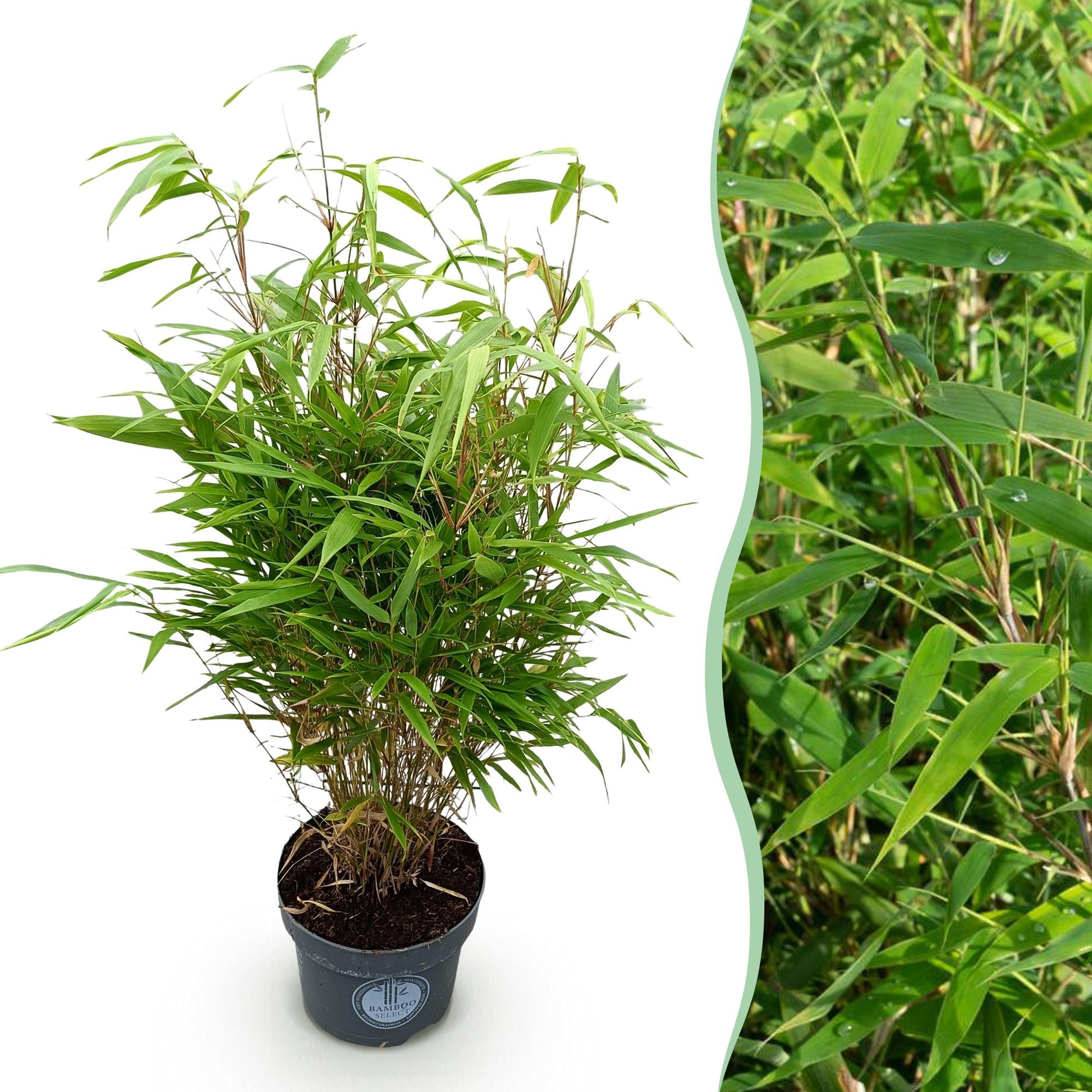 Fargesia Rufa, bambou non invasif, en pot de 23cm, 80cm de hauteur, avec une vue rapprochée de son feuillage vert dense et élégant.