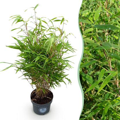 Fargesia Rufa, bambou non invasif, en pot de 23cm, 80cm de hauteur, avec une vue rapprochée de son feuillage vert dense et élégant.
