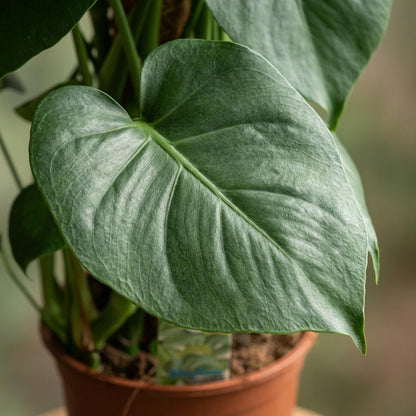 Plante d'intérieur - Monstera Deliciosa sur tuteur - Vert - Entretien facile - 1 Plante - Pot 19cm - Hauteur 90cm