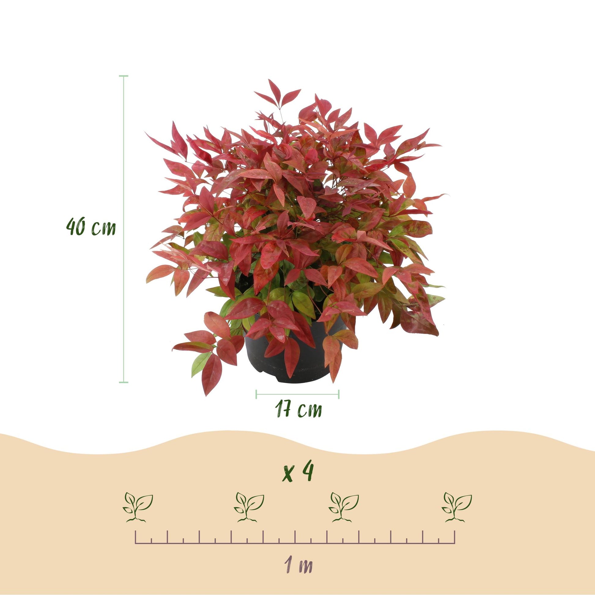 Nandina Blush Pink : infographie montrant un plant de 40 cm de haut en pot de 17 cm, et un espacement de 1 mètre pour 4 plants.