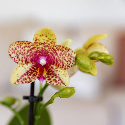 Orchidée Phalaenopsis orange-jaune en pot