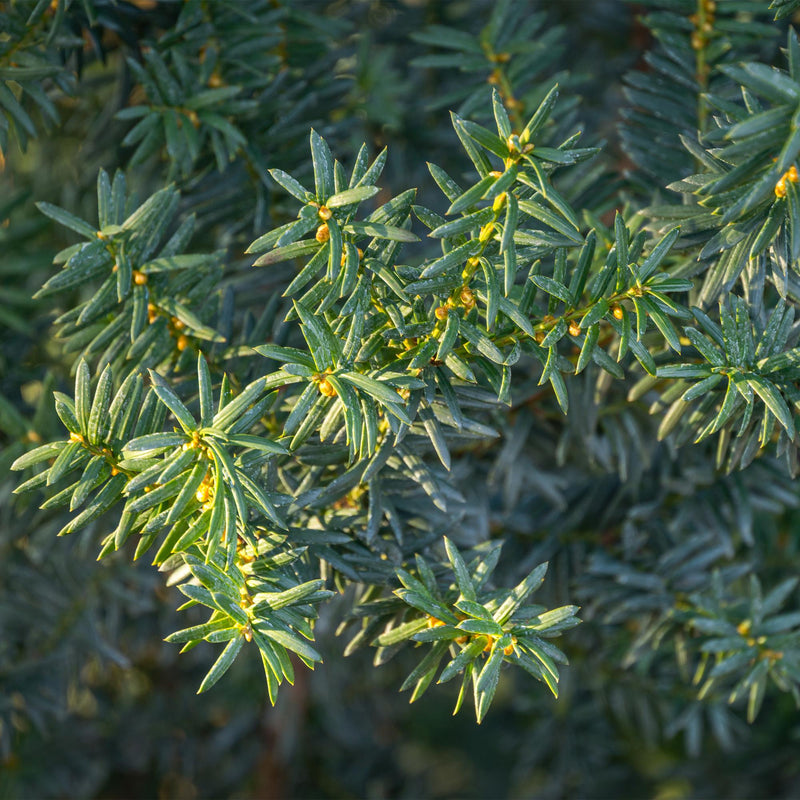If de Hill (Taxus × media), plante de haie persistante, Pot 17 cm, Hauteur 60 cm