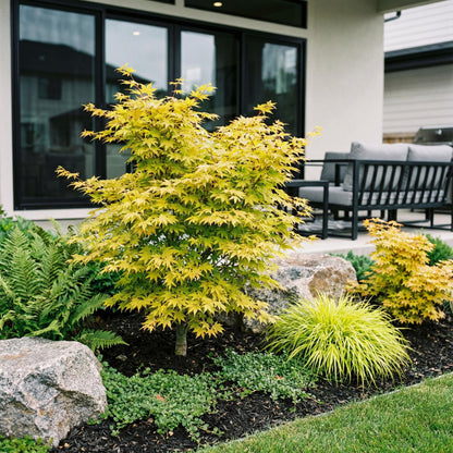 Acer palmatum Jordan, érable japonais au feuillage jaune vif, planté dans un aménagement paysager moderne avec des rochers, des fougères et 