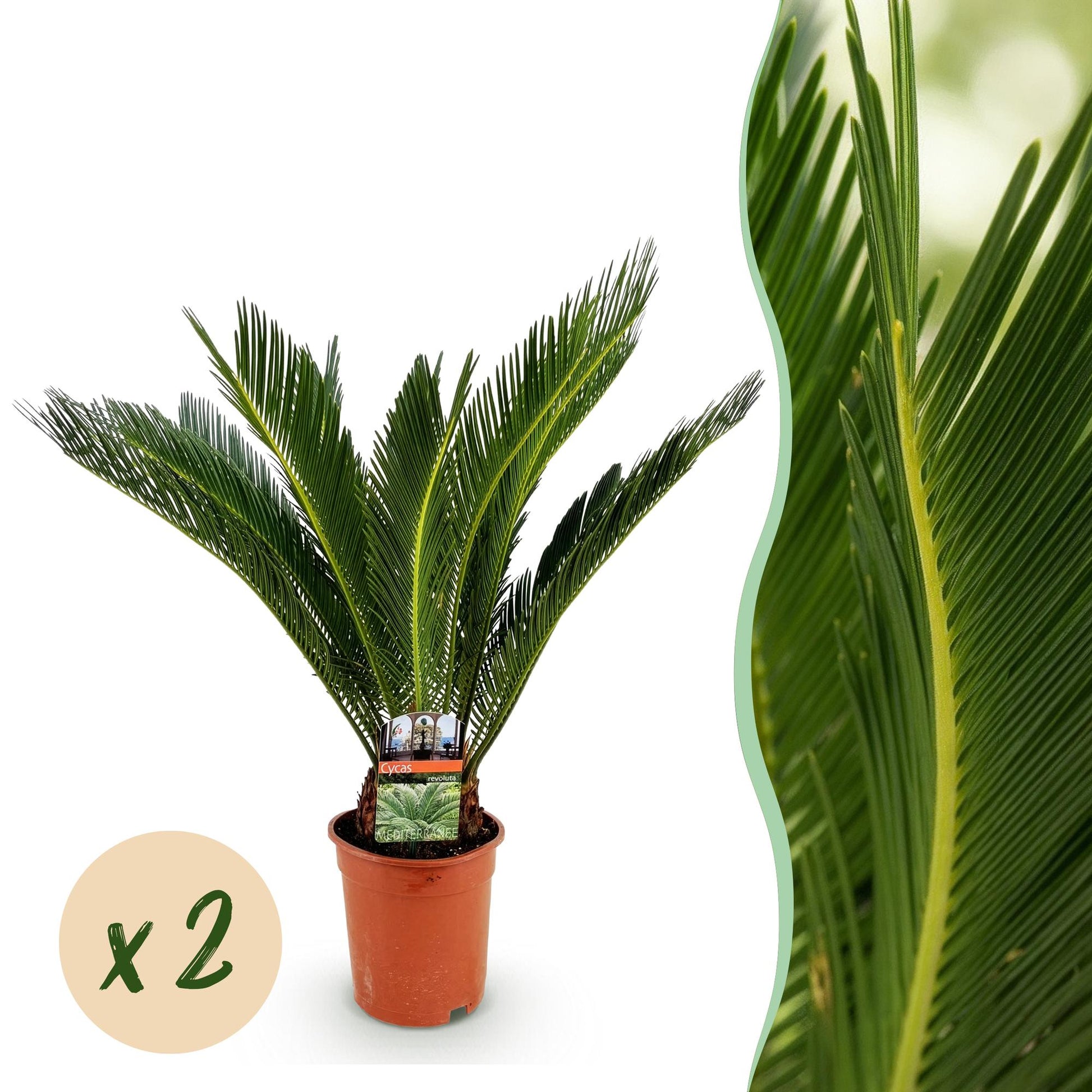 Deux Cycas revoluta, palmiers aux feuilles vertes luxuriantes dans des pots de culture marron, avec un gros plan du feuillage finement