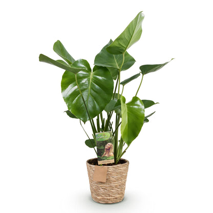 Plantes d'intérieur - Monstera Deliciosa - Plante à trous - Peu d'entretien - avec panier - Vert - 1 Plante - Pot 21cm - Hauteur 70-80cm