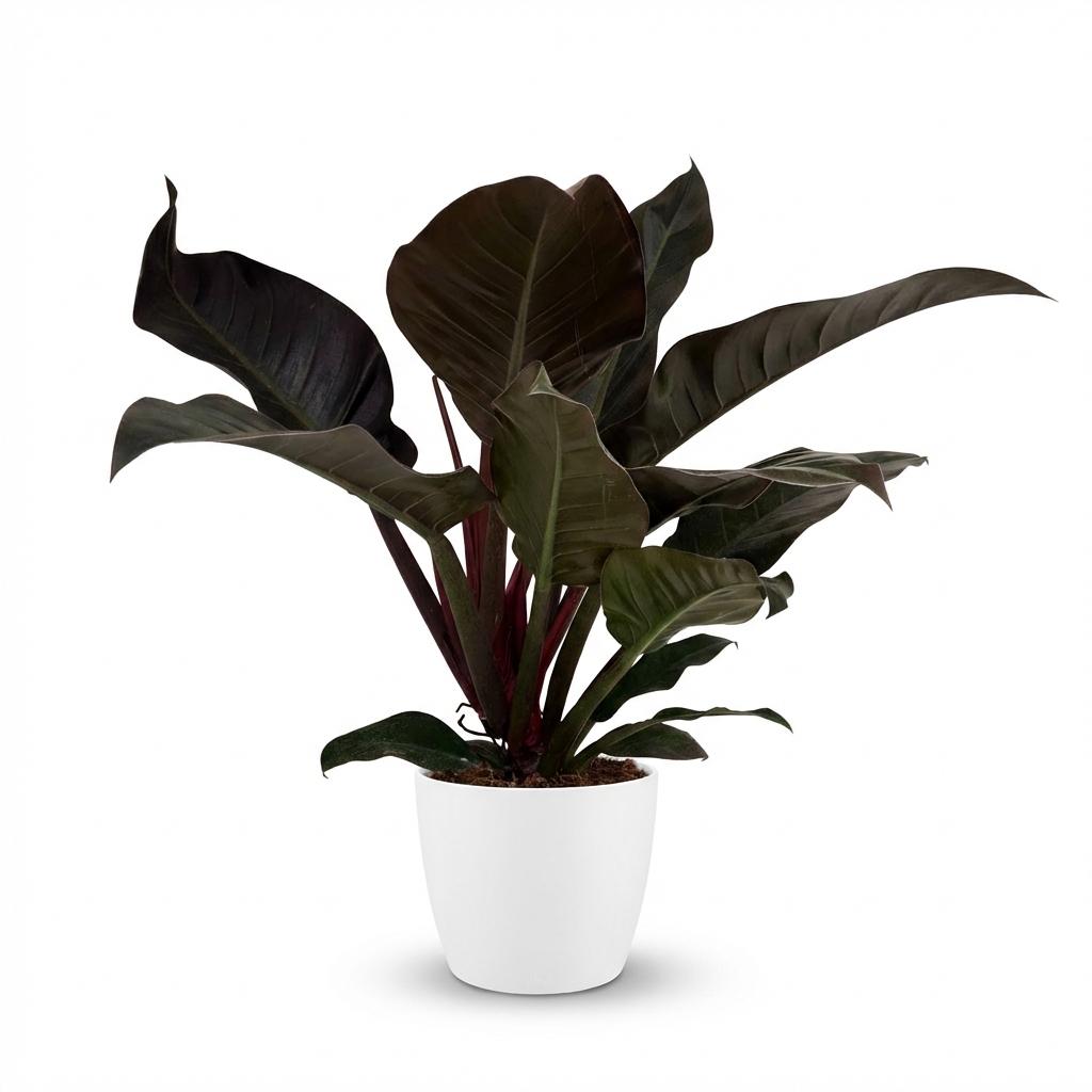 Plante d'intérieur - Philodendron - Philodendron Imperial Red - Rouge - Peu d'entretien - 1 Plante - avec Pot Blanc - Pot 19cm - Hauteur 60cm