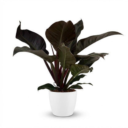 Plante d'intérieur - Philodendron - Philodendron Imperial Red - Rouge - Peu d'entretien - 1 Plante - avec Pot Blanc - Pot 19cm - Hauteur 60cm