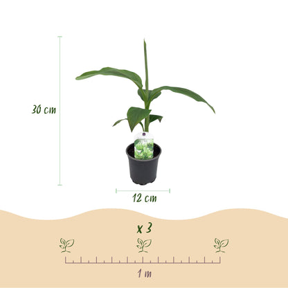 Musa Basjoo : illustration des dimensions d'un plant de bananier (30 cm de haut, pot de 12 cm) et espacement de plantation (1 mètre) pour un