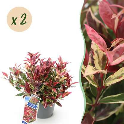 Leucothoe Colour Diamond : plant panaché avec feuillage rouge et vert en pot, accompagné d'une bulle 'x2' indiquant la quantité du lot.