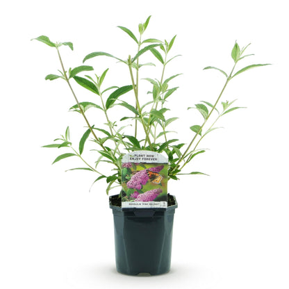Buddleja davidii Pink Delight en pot, feuillage vert et étiquette avec fleurs roses, sur fond blanc.