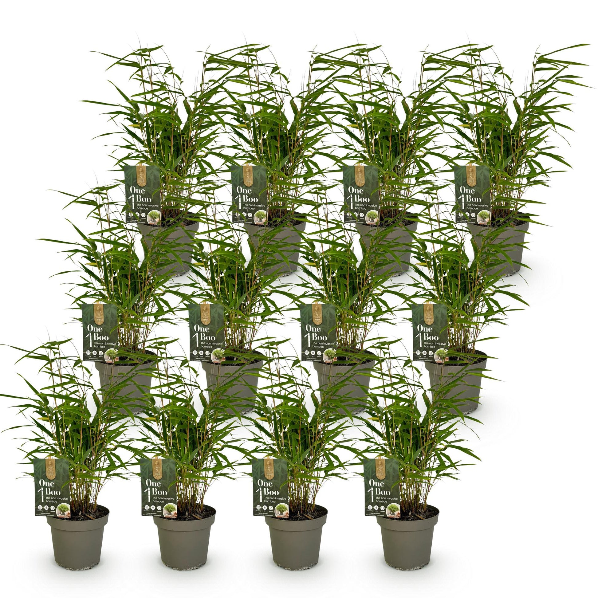 Bambou Fargesia Rufa, non envahissant, feuillage vert dense, présenté en lot de 15 jeunes plants en pots gris, prêts à être plantés.