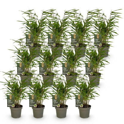 Bambou Fargesia Rufa, non envahissant, feuillage vert dense, présenté en lot de 15 jeunes plants en pots gris, prêts à être plantés.