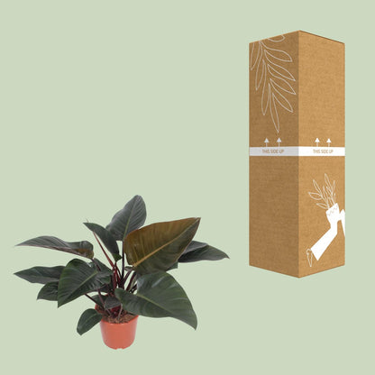 Philodendron Congo Red à côté de son carton de livraison renforcé, expédié par notre producteur partenaire
