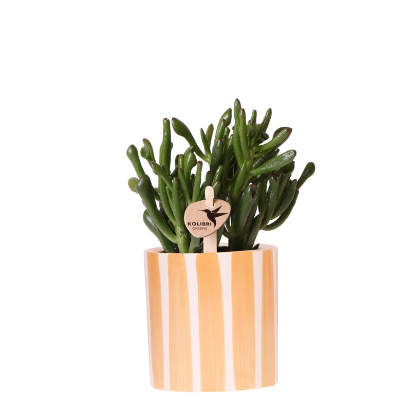 Succulente Crassula Hobbit (Crassula ovata 'Hobbit') + cache-pot rayé orange - Pot 9 cm