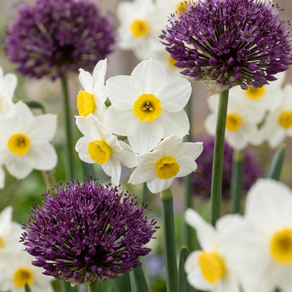 Mélange de narcisses blancs à cœur jaune et d'alliums violets sphériques en pleine floraison dans un jardin sec.