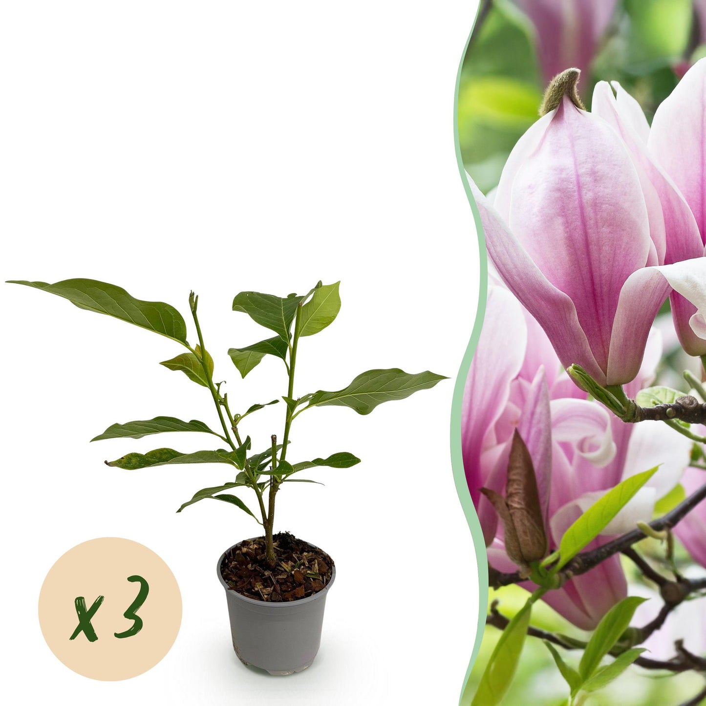 Magnolia George Henry Kern en pot avec feuillage vert, accompagné de fleurs roses éclatantes, avec une pastille indiquant une quantité de x3