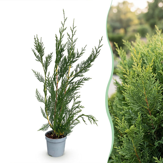 Cupressocyparis leylandii : jeune plant en pot à gauche et haie adulte dense et verte à droite, illustrant sa croissance rapide et son feuil